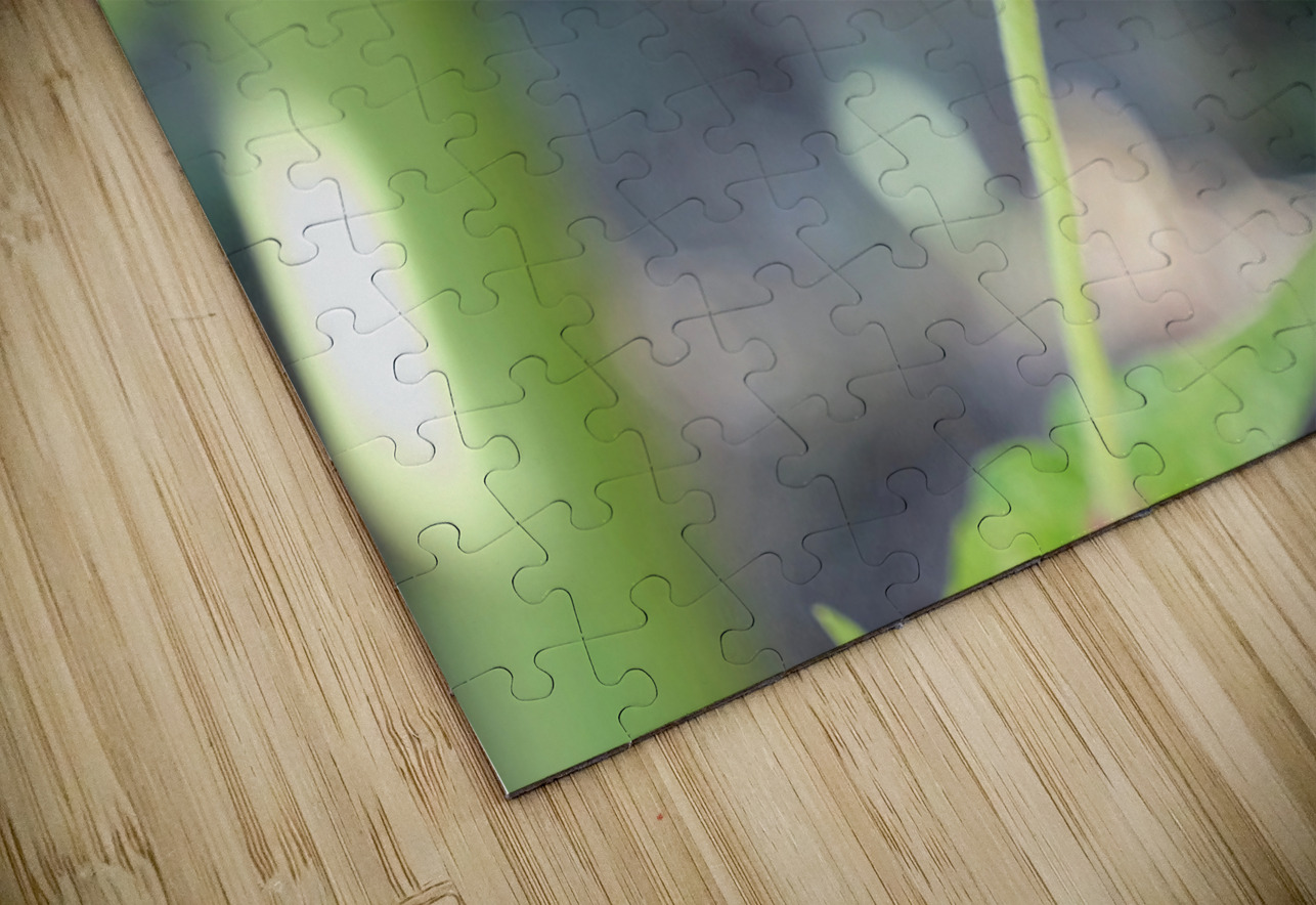 The Quiet Provider: Portrait of Pollination Click4Pix Puzzle