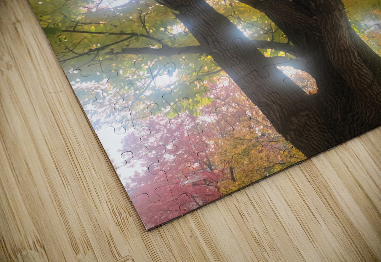 Fall Transition: Beneath the Light of Leaves Click4Pix Puzzle