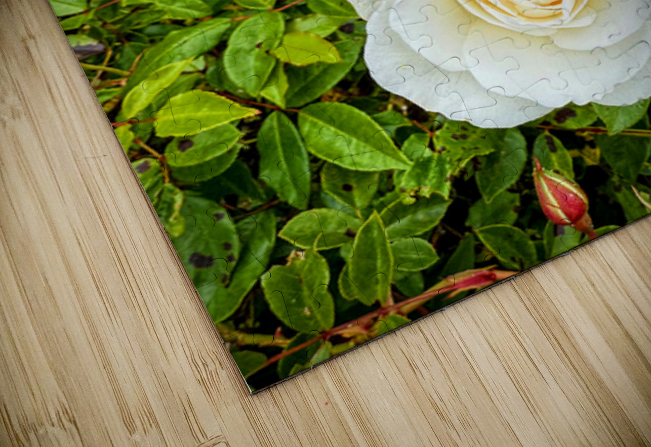 White Rose: Porcelain Breeze Click4Pix Puzzle