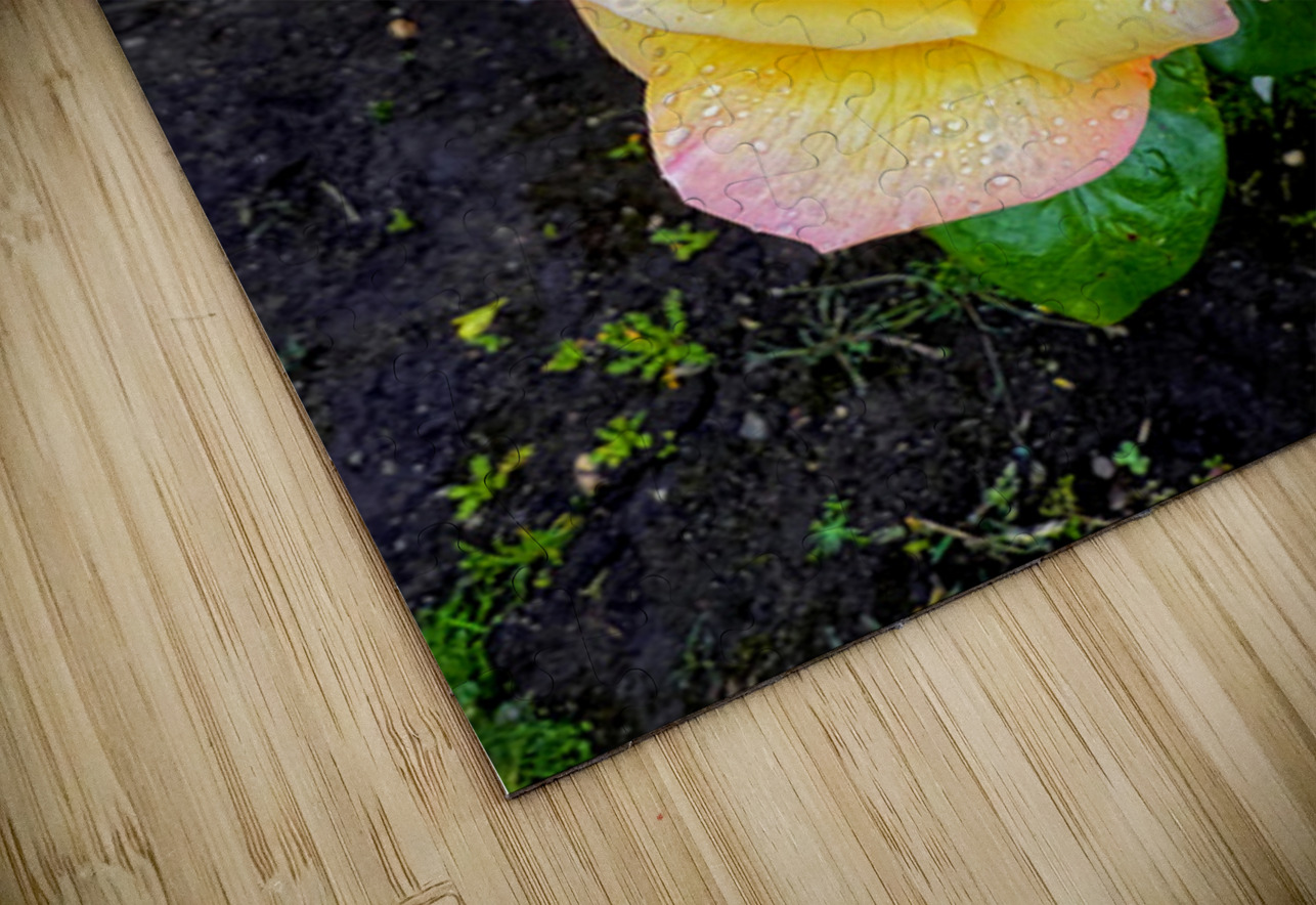 Yellow Rose: Velvet Helix Click4Pix Puzzle