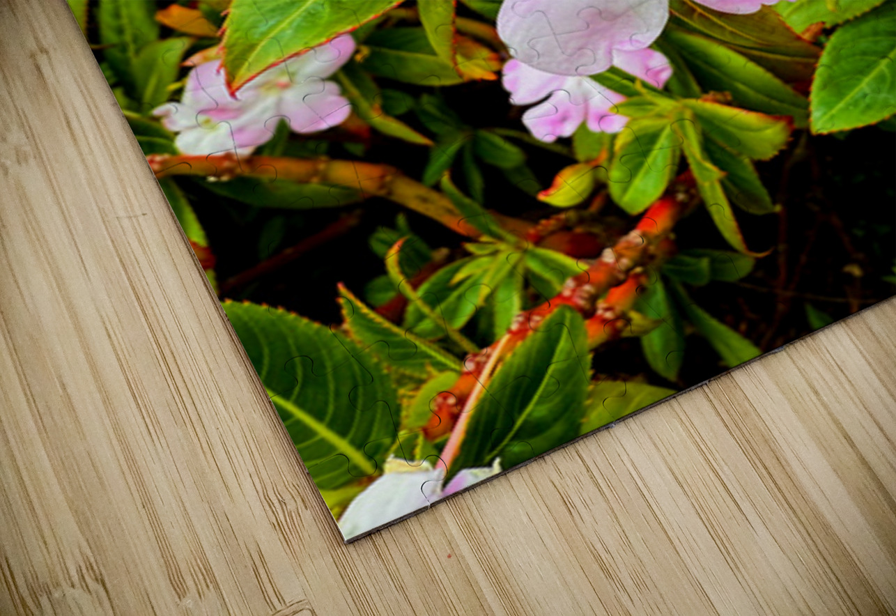Impatiens: One Quiet Bloom Click4Pix Puzzle