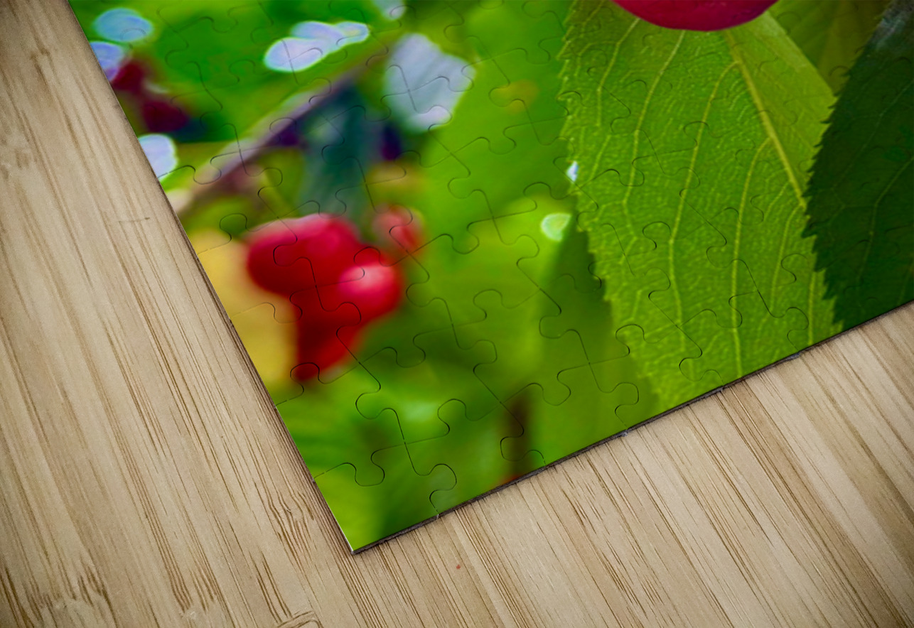 Ripening Moments Under Summer’s Veil Click4Pix Puzzle