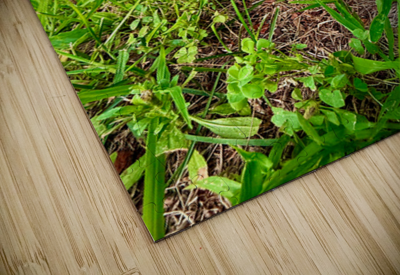 The Lowland Throne Click4Pix Puzzle