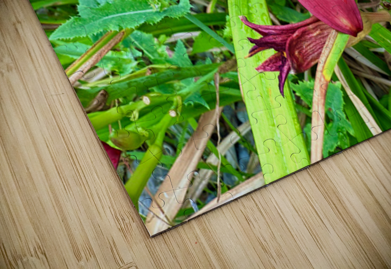 Fireheart Daylily Click4Pix Puzzle