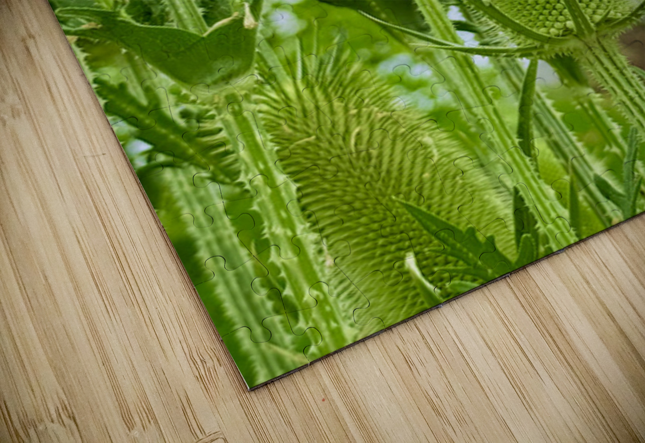 The Reach of Teasel Click4Pix Puzzle