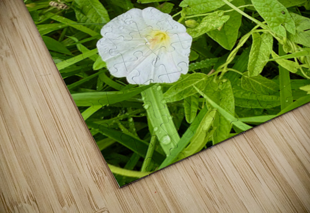 Clustered Bindweed Flowers Click4Pix Puzzle