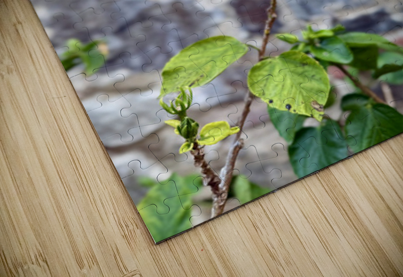 IMG 9956 Click4Pix Puzzle