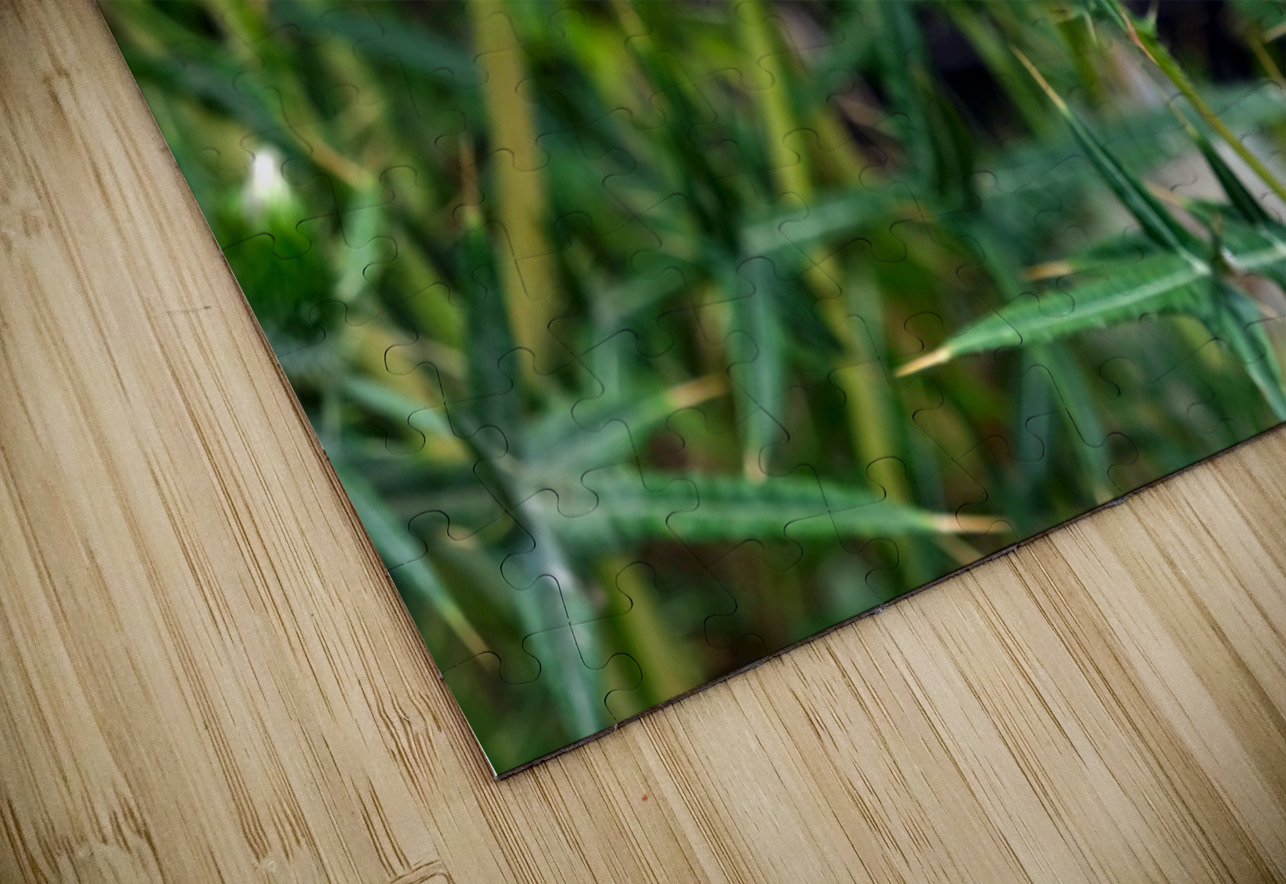 To Bee or Not to Bee   Click4Pix Puzzle