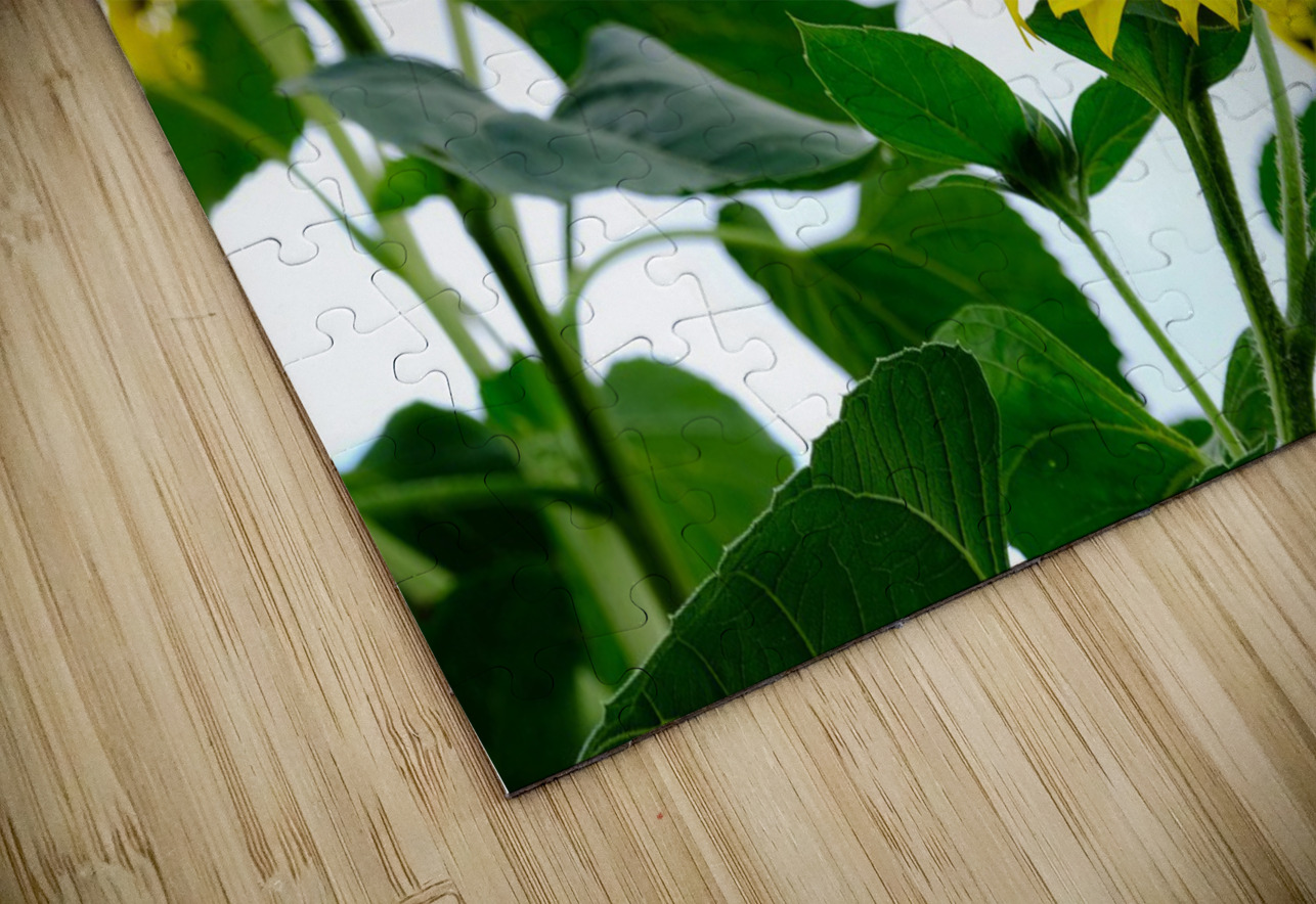 Hello Sunshine 2 Click4Pix Puzzle