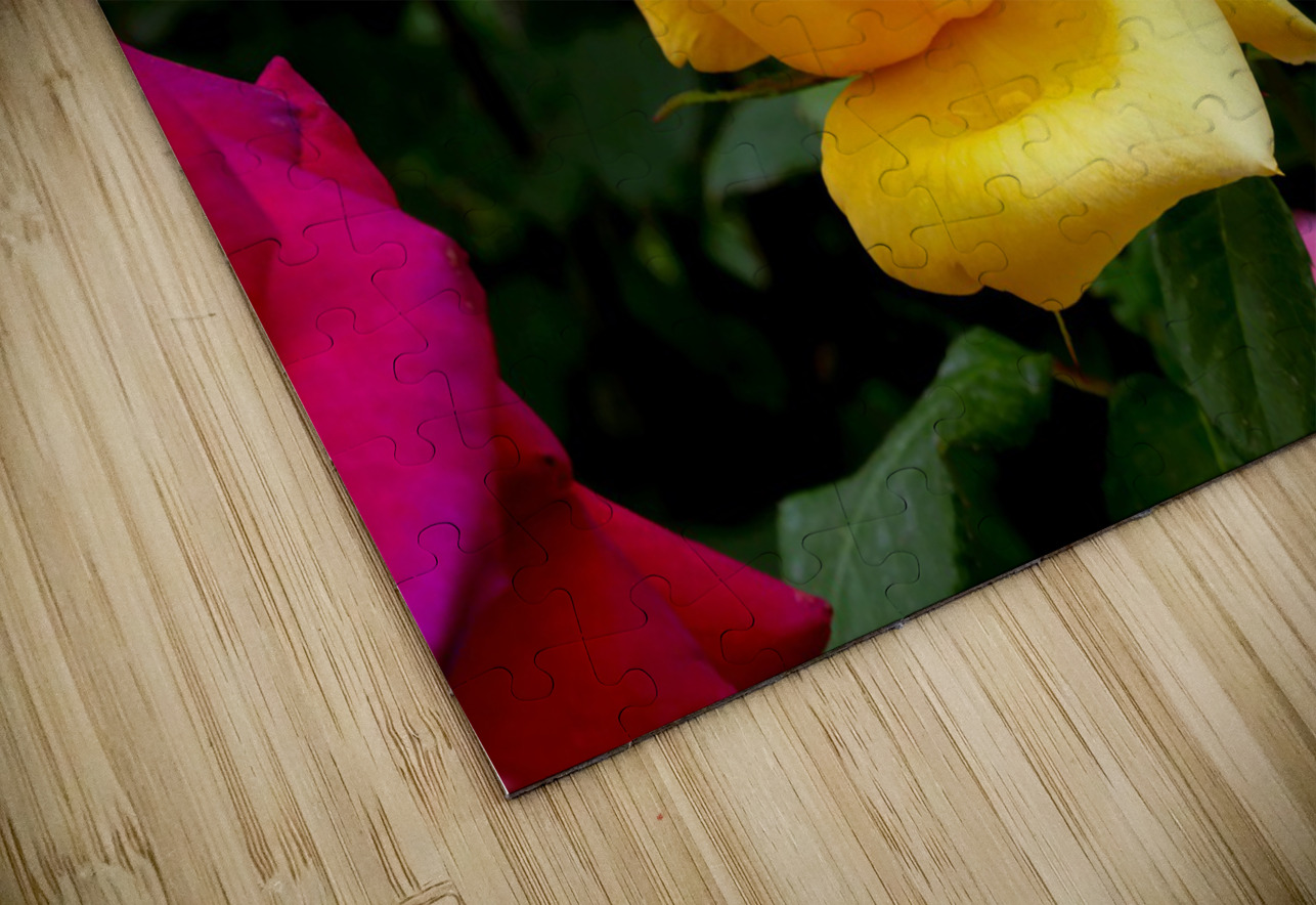 Yellow Rose Click4Pix Puzzle