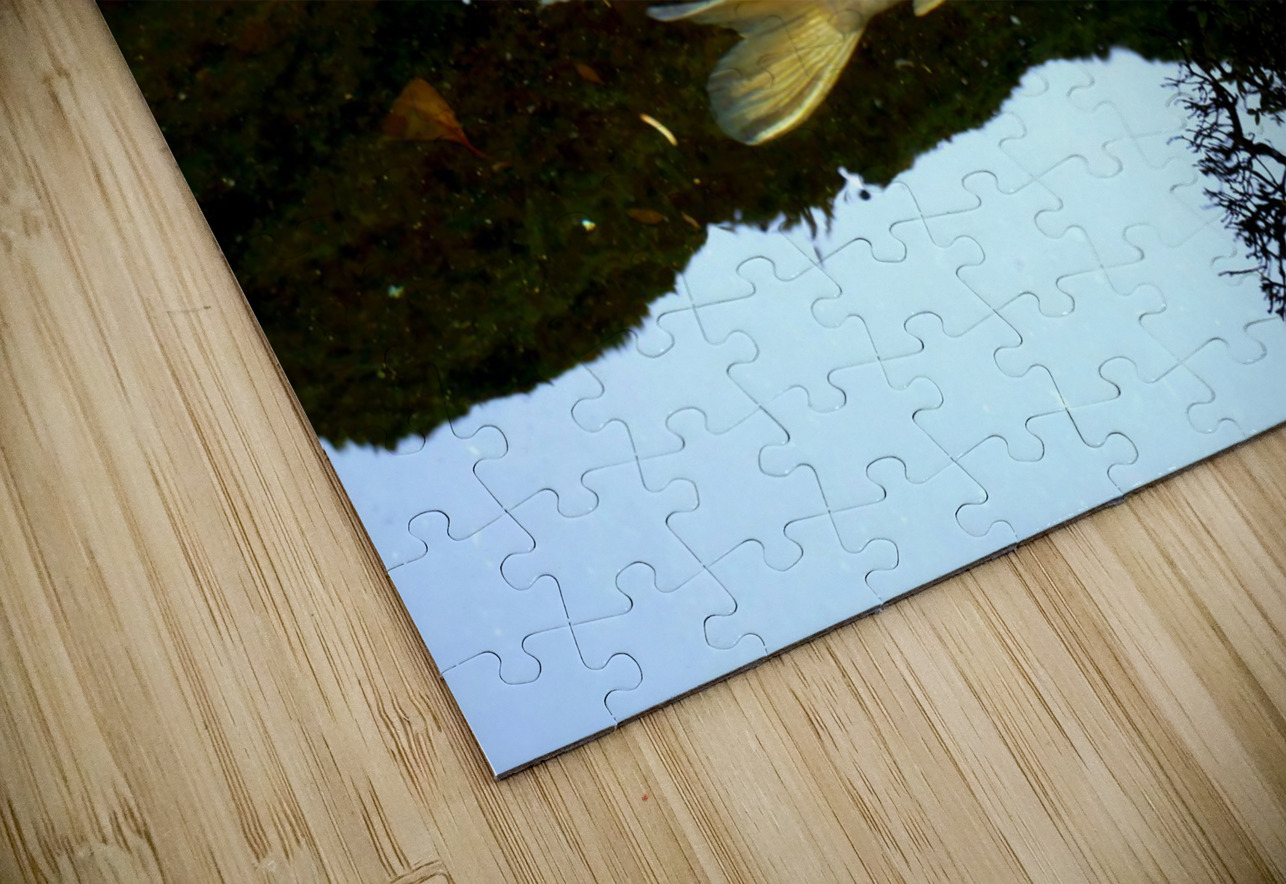 Some Very Coy Koi 2 Click4Pix Puzzle