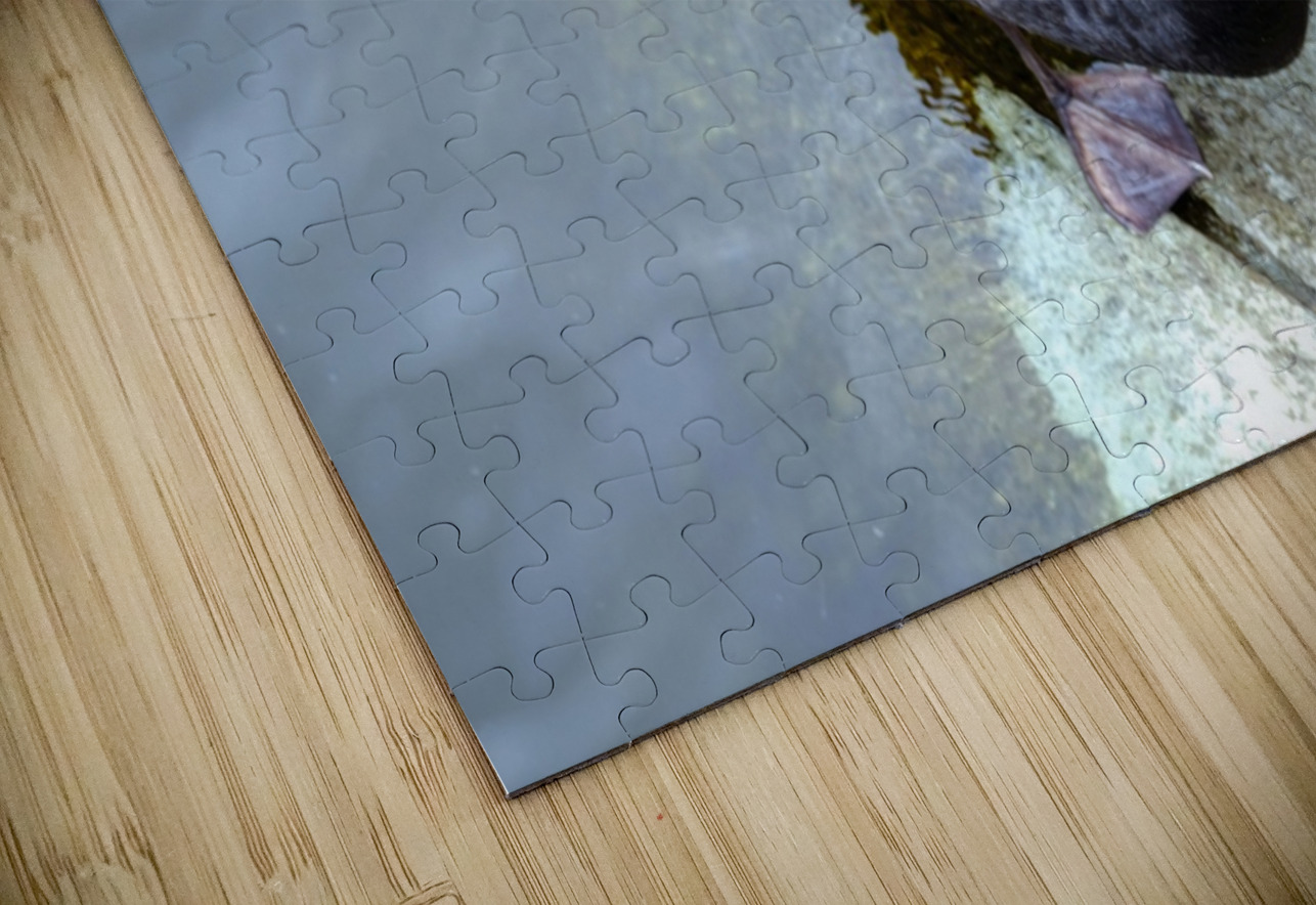 A Black Swan Moment 3 Click4Pix Puzzle