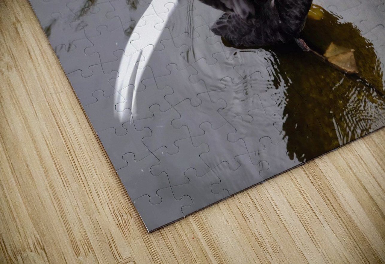 A Black Swan Moment 2 Click4Pix Puzzle