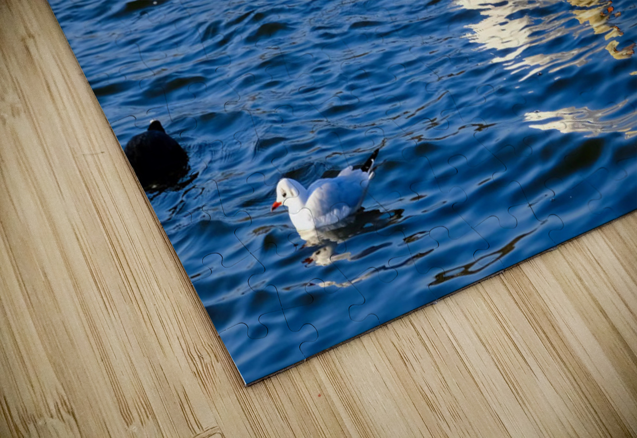 Grace in the Blue: A Swan Among Friends Click4Pix Puzzle