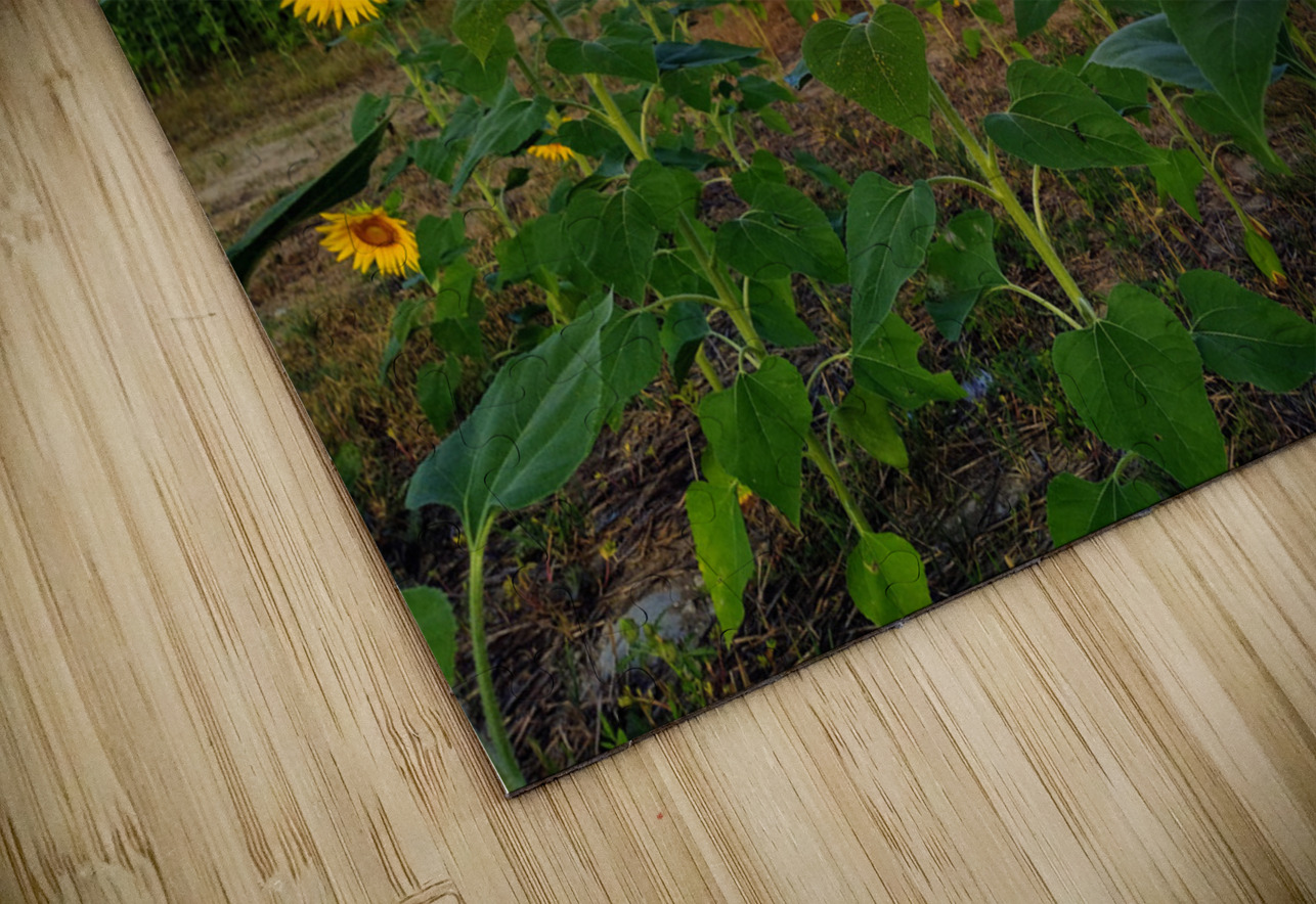 A Golden Gaze Click4Pix Puzzle