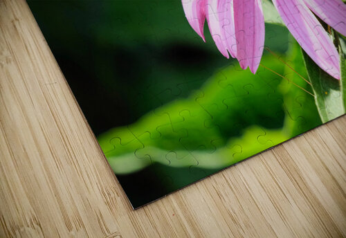 Duo at Dawn: Bees on the Coneflower’s Crown Click4Pix puzzle