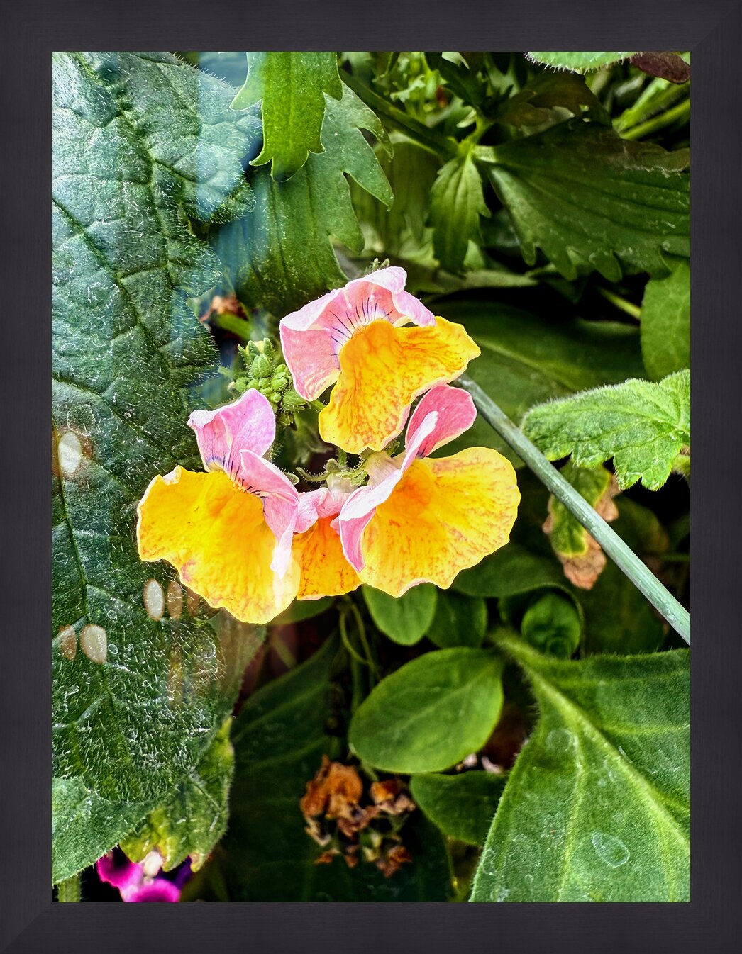 Impression de cadre personnalisé