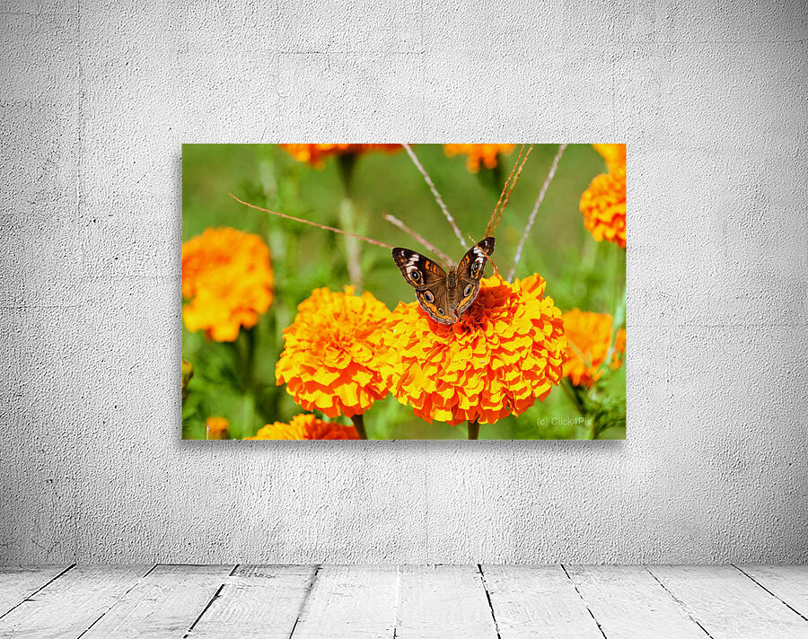 Buckeye Butterfly on Marigold: The Secret Life of Wings and Petals Wall Preview