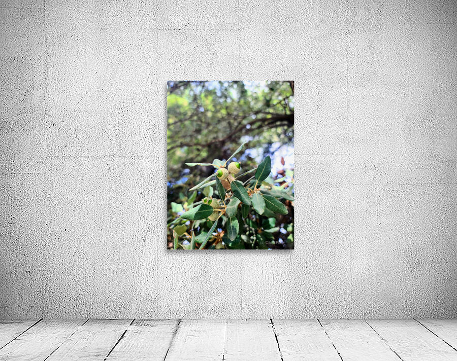 Nature’s Little Lanterns: A Hidden Symphony of Light and Green Wall Preview