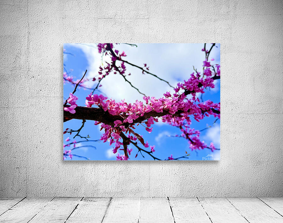 IMG 1704 Wall Preview