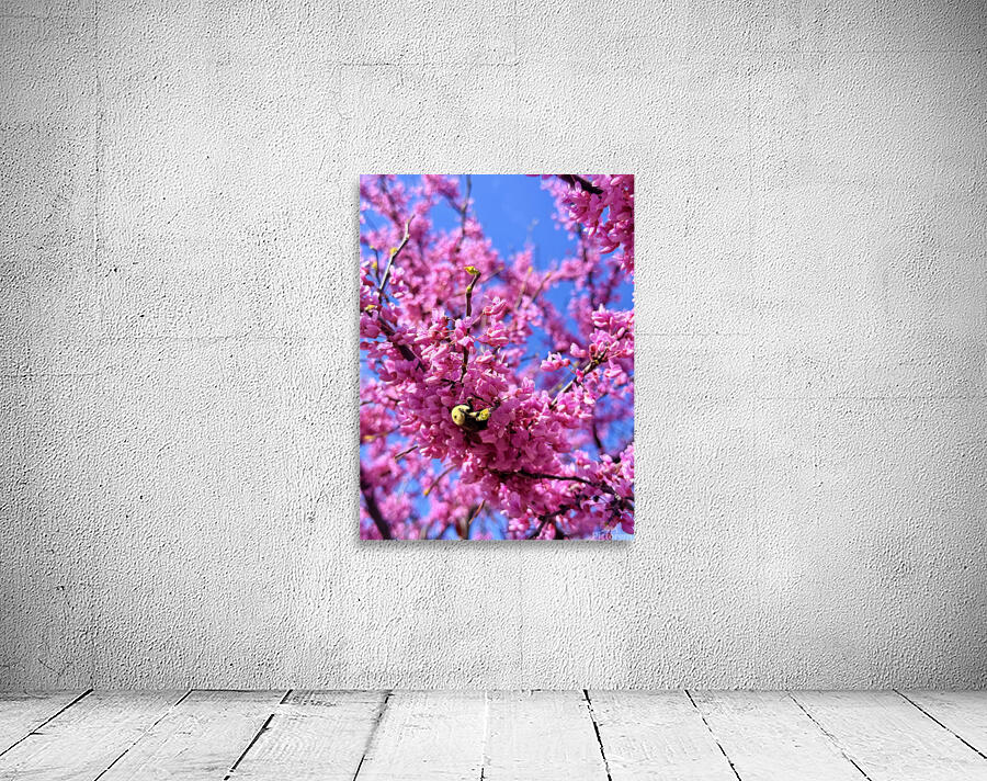 IMG 1620 Wall Preview