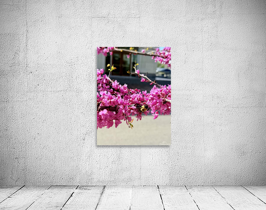 IMG 1627 Wall Preview