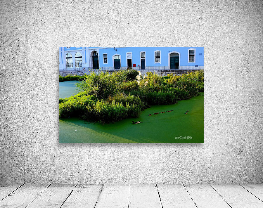 Ducking the Tourists Wall Preview