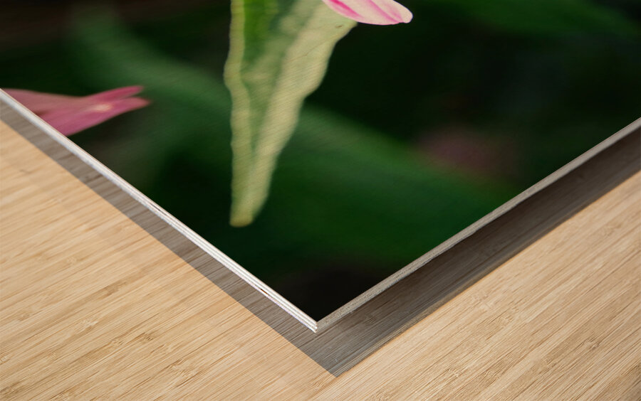 Duo at Dawn: Bees on the Coneflower’s Crown Wood print