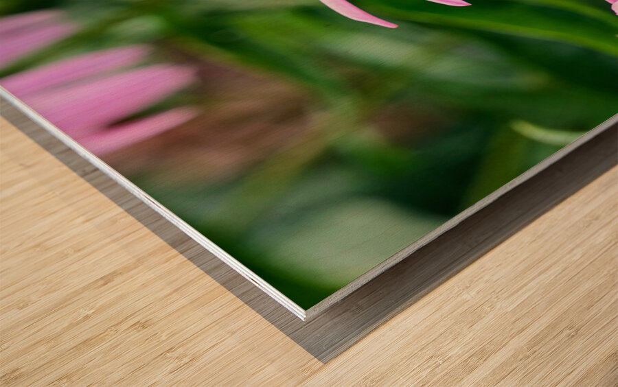 Wings of Purpose Petals of Peace: Coneflower Moment Wood print