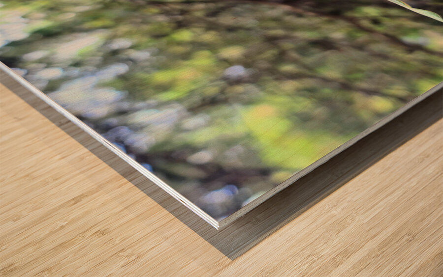 Nature’s Little Lanterns: A Hidden Symphony of Light and Green Wood print