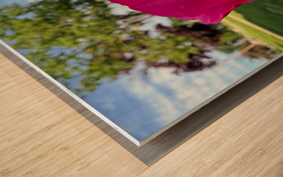 The Blush Before the Bloom Wood print