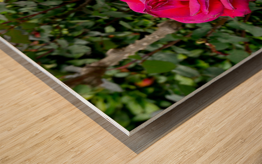 Two Roses Wood print